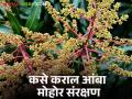Amba Mohor Sanrakshan : आंबा पिकातील रसशोषक किडी व रोगांचे नियंत्रण करण्यासाठी कशा घ्याल फवारण्या? - Marathi News | Amba Mohor Sanrakshan : How to spray to control sucking pests and diseases in mango crops? | Latest agriculture News at Lokmat.com
