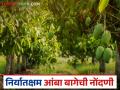 Amba Niryat : निर्यातक्षम आंबा उत्पादनाकरिता शेतकऱ्यांनी घ्यावयाची काळजी, वाचा सविस्तर - Marathi News | Precautions to be taken by farmers for exportable mango production, read in detail | Latest agriculture News at Lokmat.com
