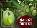 Fal Pik Vima : उष्मा वाढतोय अन् आंबा भाजतोय; शेतकरी म्हणतोय यंदा तरी मिळेल का? फळपिक विम्याचा लाभ - Marathi News | Fal Pik Vima : The heat is increasing, the mangoes are burning; Farmers are asking, will they get it this year? Benefits of fruit crop insurance | Latest agriculture News at Lokmat.com