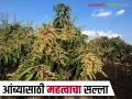 आंबा पिकातील पुनर्मोहर व कीड-रोग नियंत्रणासाठी कोणत्या फवारण्या घ्याव्यात? वाचा सविस्तर - Marathi News | What sprays should be used for re flowering and pest and disease control in mango crops? Read in detail | Latest agriculture News at Lokmat.com