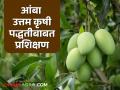 आंबा शेतीची ए टू झेड माहिती मिळणार, इथे आहे आंबा कृषी प्रशिक्षण कार्यक्रम  - Marathi News | Latest News You will get A to Z information about mango farming see training programme details | Latest agriculture News at Lokmat.com