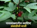 Ambadi Bhaji Benefits : पावसाळ्यात का खाल्ली जाते अंबाडीची भाजी? वाचा सविस्तर - Marathi News | latest news Ambadi Bhaji Benefits: Why is ambadi vegetable eaten during monsoon? Read in detail | Latest agriculture News at Lokmat.com