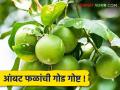 Citrus Fruit : लिंबूवर्गीय फळांची आंबट गोड गोष्ट...... वाचा सविस्तर - Marathi News | Citrus Fruit : The sweet and sour story of citrus fruits...... Read in detail | Latest agriculture News at Lokmat.com