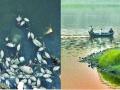 अंबाझरी तलावातील ऑक्सिजनची मात्रा कमी झाल्याने माशांचा मृत्यू - Marathi News | Fish death due to reduced oxygen content in Ambazari lake | Latest nagpur News at Lokmat.com
