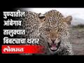पुण्यातील आंबेगाव तालुक्यात बिबट्याचा थरार! | Leopard trembles in Pune's Ambegaon taluka! | - Marathi News | Leopard trembles in Pune's Ambegaon taluka! | Leopard trembles in Pune's Ambegaon taluka! | | Latest pune Videos at Lokmat.com