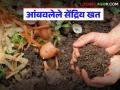 Organic Fertilizer : काय आहे आंबवलेले सेंद्रिय खत, ते मातीसाठी किती उपयुक्त आहे, जाणून घ्या  - Marathi News | Latest News What is fermented organic fertilizer, how useful is it for soil, know details | Latest agriculture News at Lokmat.com