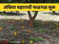 यंदा जुलैच्या सुरुवातीलाच मोसंबीच्या अंबिया बहाराची फळगळ सुरू - Marathi News | This year, the fruiting of Ambia Bahar of Mosambi starts at the beginning of July | Latest agriculture News at Lokmat.com