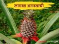 Pineapple Cultivation: अननसाची लागवड कशी केली जाते? - Marathi News | Pineapple Cultivation: How is pineapple cultivated? | Latest agriculture News at Lokmat.com