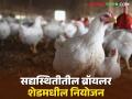 पोल्ट्री फार्ममधील कोंबड्याचे वजन वाढत नाही, शेडमध्ये 'ही' दोन कामे करा, फरक दिसून येईल! - Marathi News | Chickens in poultry farms are not gaining weight, do these two things in the shed, you will see the difference! | Latest agriculture News at Lokmat.com