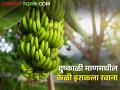 दुष्काळी माणमधील आंधळीचे शेतकरी अशोक शेंडे यांची केळी परदेशात निर्यात - Marathi News | Ashok Shende, farmer from drought-stricken Man taluka, exports bananas to foreign countries | Latest agriculture News at Lokmat.com