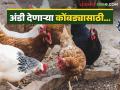 Poultry Feed Management : अंडी देणाऱ्या कोंबड्यांसाठी चोची कापणे व लस टोचणी कार्यक्रम, वाचा सविस्तर  - Marathi News | Latest News Beak trimming and vaccination program for laying hens, read more  | Latest agriculture News at Lokmat.com
