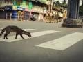 जगभरात माणसं पिंजऱ्यात, प्राणी रस्त्यांवर! - Marathi News | humans-locked-indoors-animals-take-over-the-roads- coronavirus lockdown | Latest international News at Lokmat.com