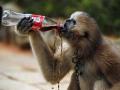 बिट द हिट! उन्हाची काहिली रोखण्यासाठी प्राण्यांचे 'कूल' उपाय - Marathi News | how animals are beating the heat this summer as temperature increases | Latest jarahatke Photos at Lokmat.com