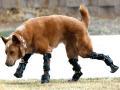 माणसांप्रमाणेच प्राण्यांवरदेखील केले जातात 'असे' उपचार - Marathi News | pictures of animal amputees who walk again | Latest jarahatke Photos at Lokmat.com