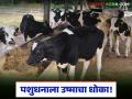 Summer Animal Care: वाढत्या उष्माचा पशुधनाला धोका; तज्ज्ञांनी दिल्या महत्त्वाच्या सूचना - Marathi News | latest news Animal Care: Rising heat poses threat to livestock; Experts give important advice | Latest agriculture News at Lokmat.com