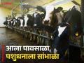 Animal Care In Rain शेतकरी दादा ! पावसाळ्यात आजारांचा धोका, पशुधनाची काळजी घ्या - Marathi News | Animal Care In Rain Farmer Dada! Risk of diseases during rainy season, take care of livestock | Latest agriculture News at Lokmat.com