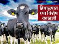 Animal Care In Winter : हिवाळ्यात 'अशी' घ्या दुभत्या जनावरांची काळजी - Marathi News | Animal Care In Winter : Take care of dairy animals in winter | Latest agriculture News at Lokmat.com