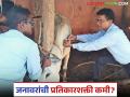 Animal Care Tips : जनावरांची प्रतिकारशक्ती कमी; लसीकरण आणि स्वच्छता हाच उपाय - Marathi News | latest news Animal Care Tips: Low immunity of animals; Vaccination and cleanliness are the only solutions | Latest agriculture News at Lokmat.com