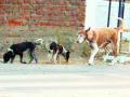 अखेर मोक ाट कुत्र्यांवर होणार नसबंदी - Marathi News | Finally the dogs will be sterilized | Latest nagpur News at Lokmat.com