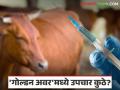 Animal Healthcare : ६९ पशुवैद्यकीय दवाखाने, १.७२ लाख उपचार; 'गोल्डन अवर'मध्ये अडचणी कायम - Marathi News | latest news Animal Healthcare: 69 veterinary clinics, 1.72 lakh treatments; Problems persist during 'golden hour' | Latest agriculture News at Lokmat.com
