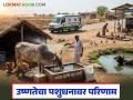 Animal Heatwave Care : उष्णतेत पशुधनाचे रक्षण कसे कराल? 'हे' उपाय ठरतील जीवनदायी - Marathi News | | Latest agriculture News at Lokmat.com