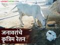 गोंदिया जिल्ह्यात जनावरांचे कृत्रिम रेतन का केलं जातंय? वाचा सविस्तर - Marathi News | Latest News Artificial insemination to increase milk production capacity of animals in Gondia district | Latest agriculture News at Lokmat.com