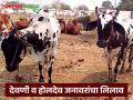 देवणी व होलदेव संकरीत जनावरांचा जाहीर लिलाव, सहभागी व्हायचंय, पहा तारीख आणि ठिकाण  - Marathi News | Latest News Public auction of Devani and Holdev hybrid animals, see date and place | Latest agriculture News at Lokmat.com