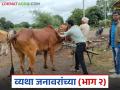 Lumpy Skin Disease : लसीकरण पूर्ण… तरीही लंपीचा धोका? नेमकं काय आहे कारण वाचा सविस्तर - Marathi News | latest news Lumpy Skin Disease: Vaccination complete… Still at risk of lumpy skin? What exactly is the reason? Read in detail | Latest agriculture News at Lokmat.com