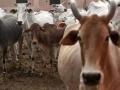 अकोला जिल्ह्यात ६९ हजार जनावरांना लसीकरण! - Marathi News | 69,000 animals vaccinated in Akola district! | Latest akola News at Lokmat.com