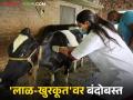 Animals Vaccination : लाळ-खुरकूतवर बंदोबस्त; 'या' जिल्ह्यात जनावरांना लसीकरण मोहिमेची सुरुवात वाचा सविस्तर - Marathi News | latest news Animals Vaccination : Control over saliva and saliva; Vaccination campaign for animals begins in 'this' district Read in detail | Latest agriculture News at Lokmat.com
