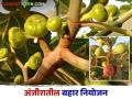 अंजीर पिकातील अधिक उत्पादनासाठी कसे कराल बहार व्यवस्थापन - Marathi News | How to do bahar management for more yield in fig crop | Latest agriculture News at Lokmat.com