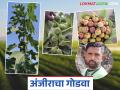 अंजीर फळपिकाने शेतकऱ्यांची भरभराट; जतच्या शेतकऱ्याने केली एकरात साडेतीन लाखांची कमाई - Marathi News | Fig crop brings prosperity to farmers; Jat farmer earns Rs 3.5 lakh per acre | Latest agriculture News at Lokmat.com