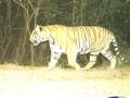 सह्याद्रीत आणखी एका नव्या वाघाची नोंद; ‘रायबा’चे आगमन - Marathi News | Another new tiger recorded in Sahyadri Arrival of 'Raiba | Latest kolhapur News at Lokmat.com