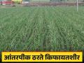 Intercrop with sugarcane : उसाला आंतरपीकाची जोडी ; देईल उत्पन्न भारी  - Marathi News | Intercrop with sugarcane : A pair of intercrops with sugarcane; Will give heavy income  | Latest agriculture News at Lokmat.com