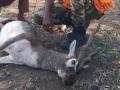 कुत्र्याच्या हल्ल्यात जखमी काळविटाचा उपचारादरम्यान मृत्यू  - Marathi News | Antelope injured during dog attack dies during treatment | Latest akola News at Lokmat.com