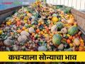 मुंबई कृषी उत्पन्न बाजार समितीतील कचऱ्याला येणार सोन्याचा भाव - Marathi News | The price of gold coming to waste in Mumbai Agricultural Produce Market Committee | Latest agriculture News at Lokmat.com