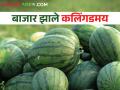 उकाडा वाढला गारेगार कलिंगड घ्या.. कसा मिळतोय बाजारभाव - Marathi News | Increased the temperature, buy cool watermelon.. How is the market price getting? | Latest agriculture News at Lokmat.com