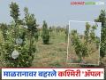 Kashmiri Apple Farming : मराठवाड्यातील खडकाळ माळरानावर गजाननरावांनी फुलविली सफरचंदाची बाग वाचा सविस्तर - Marathi News | Kashmiri Apple Farming: latest news Palmate has created an apple orchard on the rocky Malrana plains of Marathwada. | Latest agriculture News at Lokmat.com