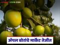 Bor Bajar Bhav : काश्मिरी सफरचंदाला टक्कर देतंय अ‍ॅपल बोर; वाचा कसा मिळतोय दर? - Marathi News | Bor Bajar Bhav : Apple Bor is competing with Kashmiri apples; Read how it is getting the price? | Latest agriculture News at Lokmat.com
