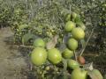 शेतकऱ्यांसाठी ग्रीन अँपल बोरं ठरताहेत डोकेदुखी, नेमकं कारण काय?  - Marathi News | Latest News Green apple bores are a headache for farmers, what is reason | Latest agriculture News at Lokmat.com