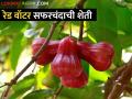 Red Water Apple Farming : पाणी सफरचंद ऐकलंय का? धुळ्याच्या शेतकऱ्याचा रेड वॉटर अँपलचा यशस्वी प्रयोग - Marathi News | Latest News Successful experiment of Red Water Apple by Dhule farmer see details | Latest agriculture News at Lokmat.com