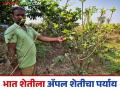 Apple Farming : हिमाचलमधून आणली रोपे, भात शेतीला पर्याय म्हणून 'अ‍ॅपल' शेतीचा प्रयोग - Marathi News | Latest News Saplings brought from Himachal, 'Apple' farming experiment in Bhandara district | Latest agriculture News at Lokmat.com