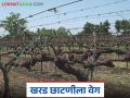 द्राक्ष बागांच्या खरड छाटणीला वेग; मजुरीसाठी सरासरी लागतायत २५ हजार रुपये - Marathi News | April pruning of grape crop accelerates; average cost of labor is 25 thousand | Latest agriculture News at Lokmat.com