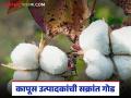 कापूस उत्पादकांची संक्रांत गोड; 15 दिवसांत दरात 900 रुपयांची वाढ, हा निर्णय ठरला गेमचेंजर   - Marathi News | Latest news Cotton farmers happy makar Sankranti Price hike of Rs 900 in 15 days | Latest agriculture News at Lokmat.com