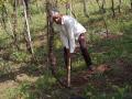 आरवडेत शेतक-याने तोडली द्राक्षबाग - Marathi News | A farmer breaks a vineyard in Arvad | Latest sangli News at Lokmat.com