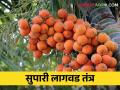 Supari Lagvad तुम्ही खाता ती सुपारी कशी येते? कशी करतात लागवड - Marathi News | Supari Lagvad: How does the arecanut you eat come from? How to cultivate | Latest agriculture News at Lokmat.com