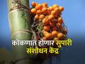 दिवेआगर येथे सुपारी संशोधन केंद्र उभारण्यास मान्यता - Marathi News | Approval to set up a arecanut research center at Diveagar | Latest agriculture News at Lokmat.com