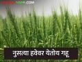 बिन पाण्याचा हवेवरचा गहू; पेरणी झाली की थेट काढणीच - Marathi News | Wheat without water; Direct harvest after sowing | Latest agriculture News at Lokmat.com