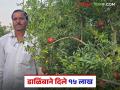 पंधरा वर्षे जुन्या आरक्ता डाळिंब बागेत छाटणीने केली कमाल; शेतकरी काढतोय १५ टन माल - Marathi News | Pruning has done wonders in the fifteen-year-old Arakta pomegranate orchard; farmers are harvesting 15 tons of produce | Latest agriculture News at Lokmat.com