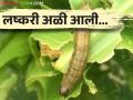 मका पिकावर लष्करी अळीचा प्रादुर्भाव; हजारो हेक्टरला धोका - Marathi News | Infestation of armyworm on maize crop; Thousands of hectares are at risk | Latest agriculture News at Lokmat.com